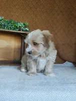 Basil, a female Havanese for sale in New Holland, PA – 3 of 3