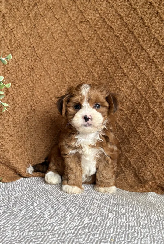 Ginger – Havanese puppy for sale in New Holland, PA