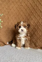Ginger, a female Havanese for sale in New Holland, PA – 1 of 5