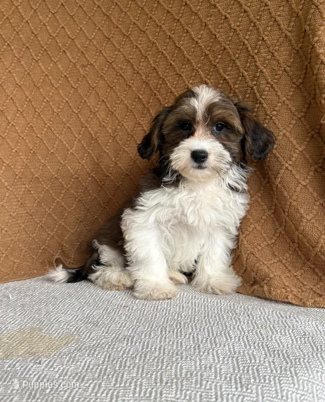 Adam – Havanese puppy for sale in New Holland, PA