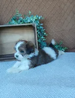 Pebbles , a male Havanese for sale in New Holland, PA – 5 of 5