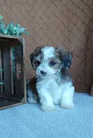 Patrick , a male Havanese for sale in New Holland, PA – 2 of 5