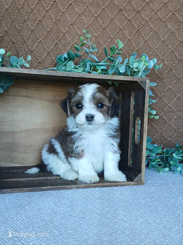Pebbles  – Havanese puppy for sale in New Holland, PA