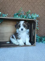 Pebbles , a male Havanese for sale in New Holland, PA – 1 of 5