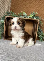 Dawson, a male Havanese for sale in New Holland, PA – 2 of 4