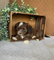 Lisa, a female Havanese for sale in New Holland, PA – 3 of 5