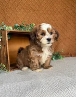 Carla, a female Havanese for sale in New Holland, PA – 2 of 4