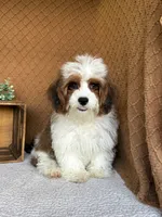 Cocoa , a female Havanese for sale in New Holland, PA – 2 of 8