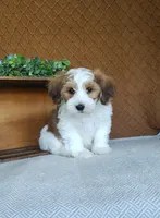 Biscuit, a male Havanese for sale in New Holland, PA – 4 of 4