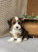 Dusty, a male Havanese for sale in New Holland, PA – 1 of 5