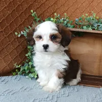 Parker, a female Havanese for sale in New Holland, PA – Photo 7 of 10