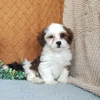 Parker, a female Havanese for sale in New Holland, PA – Photo 5 of 10