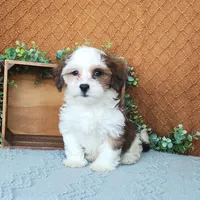 Parker, a female Havanese for sale in New Holland, PA – Photo 8 of 10