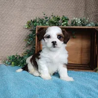 Parker, a female Havanese for sale in New Holland, PA – Photo 10 of 10