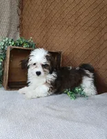 Parker, a female Havanese for sale in New Holland, PA – Photo 3 of 10