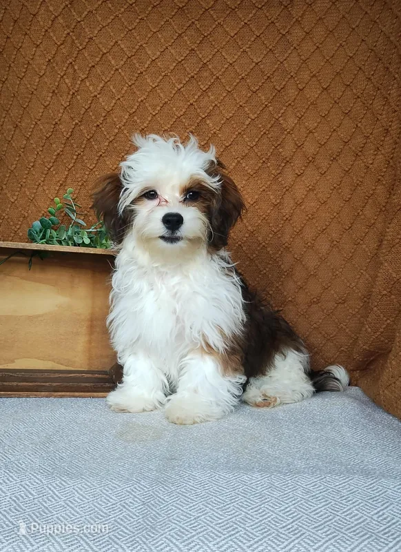 Parker – Havanese puppy for sale in New Holland, PA