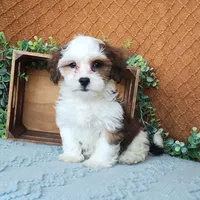 Parker, a female Havanese for sale in New Holland, PA – Photo 4 of 10