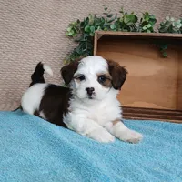 Parker, a female Havanese for sale in New Holland, PA – Photo 9 of 10