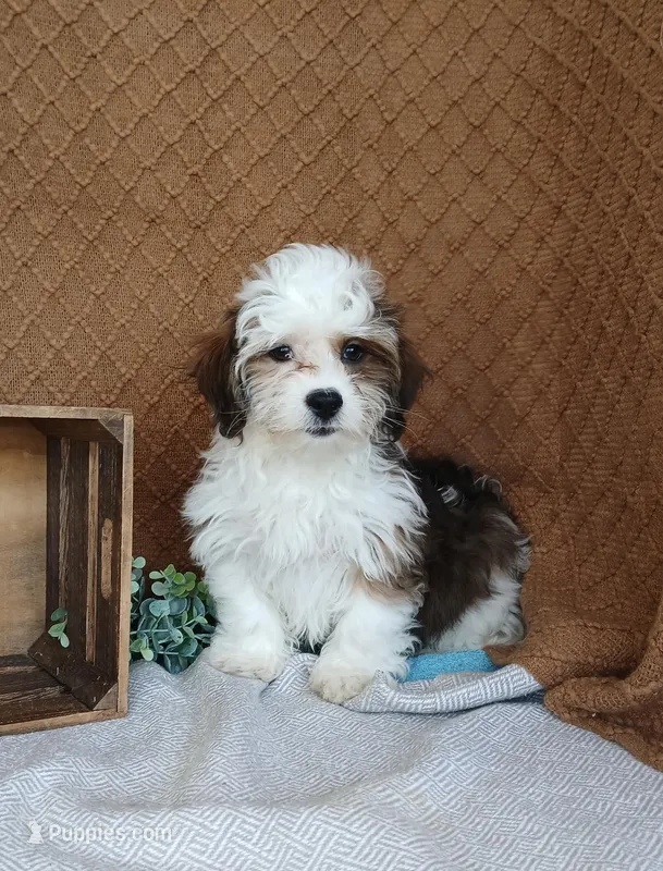 Parker – Havanese puppy for sale in New Holland, PA