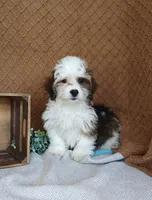 Parker, a female Havanese for sale in New Holland, PA – Photo 1 of 10