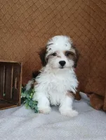 Parker, a female Havanese for sale in New Holland, PA – Photo 2 of 10