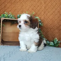 Parker, a female Havanese for sale in New Holland, PA – Photo 6 of 10
