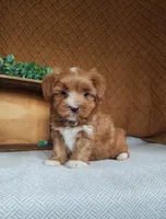 Emily, a female Havanese for sale in New Holland, PA – 2 of 4