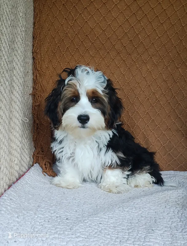 Jay – Havanese puppy for sale in New Holland, PA