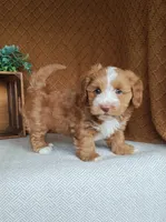 Evan, a male Havanese for sale in New Holland, PA – 4 of 4