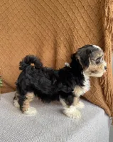 Jasper, a male Havanese for sale in New Holland, PA – 3 of 4