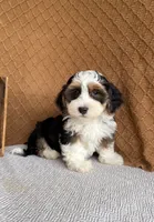 Jay, a male Havanese for sale in New Holland, PA – 1 of 3