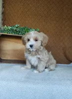 Basil, a female Havanese for sale in New Holland, PA – 2 of 3