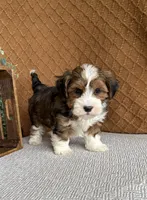 Dusty, a male Havanese for sale in New Holland, PA – 5 of 5