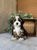 Lindy, a female Havanese for sale in New Holland, PA – 2 of 5