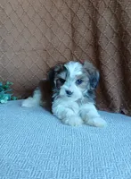 Patrick , a male Havanese for sale in New Holland, PA – 5 of 5