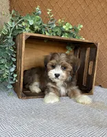 Liam, a male Havanese for sale in New Holland, PA – 5 of 6
