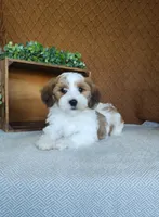 Biscuit, a male Havanese for sale in New Holland, PA – 3 of 4