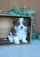 Pebbles , a male Havanese for sale in New Holland, PA – 4 of 5