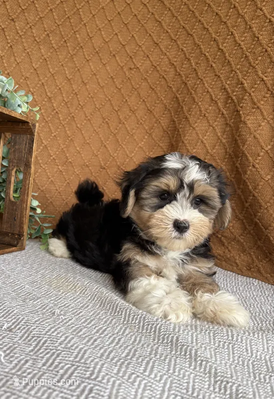 Jasper – Havanese puppy for sale in New Holland, PA