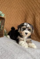 Jasper, a male Havanese for sale in New Holland, PA – 1 of 4
