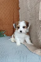 processed/2f88d955-71be-49b8-899f-bad3d833a4ea/listing/a03362b2-ce0b-42fb-b09c-450fd36d03c4/d19bfd2f-9f7b-4726-a11f-9bf2d1103b05