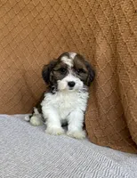Adam, a male Havanese for sale in New Holland, PA – 3 of 4