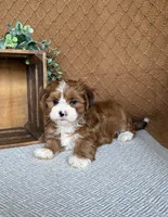 Ginger, a female Havanese for sale in New Holland, PA – 3 of 5