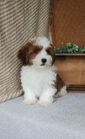 Cocoa , a female Havanese for sale in New Holland, PA – 2 of 6