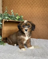 Lisa, a female Havanese for sale in New Holland, PA – 4 of 5