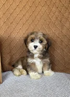Liam, a male Havanese for sale in New Holland, PA – 6 of 6