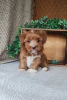 Emily, a female Havanese for sale in New Holland, PA – 3 of 4