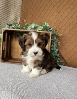 Dusty, a male Havanese for sale in New Holland, PA – 2 of 5