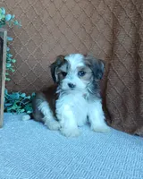 Patrick , a male Havanese for sale in New Holland, PA – 4 of 5
