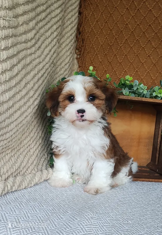 Dawson – Havanese puppy for sale in New Holland, PA